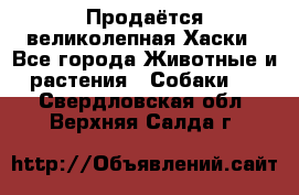 Продаётся великолепная Хаски - Все города Животные и растения » Собаки   . Свердловская обл.,Верхняя Салда г.